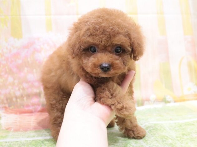 大阪府のトイプードル(トイ) (アミーゴ鳳店/2025年12月24日生まれ/男の子/レッドフォーン)の子犬の2枚目の画像