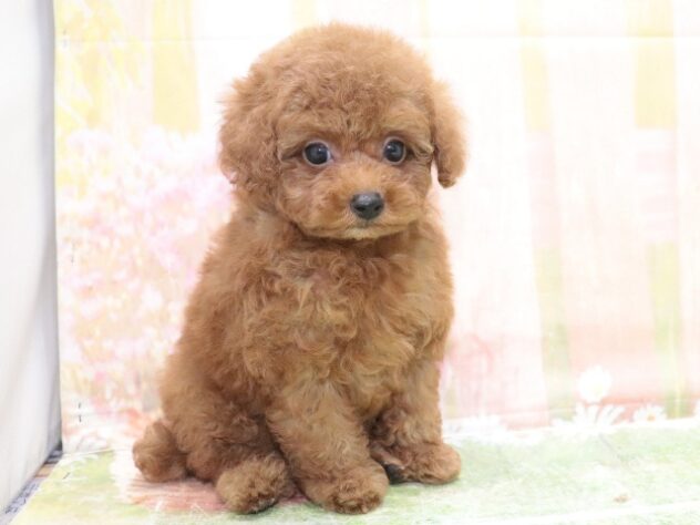 大阪府のトイプードル(トイ) (アミーゴ鳳店/2025年12月24日生まれ/男の子/レッドフォーン)の子犬の3枚目の画像