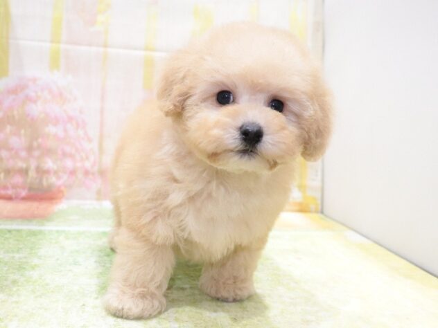 大阪府のトイプードル(トイ) (アミーゴ鳳店/2025年12月24日生まれ/男の子/ペールフォーン)の子犬の3枚目の画像