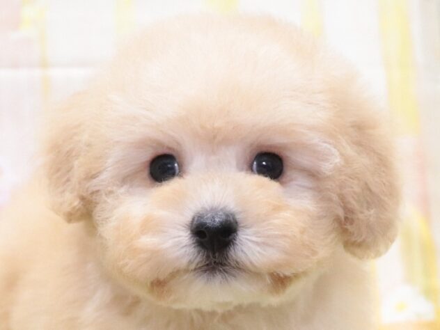 大阪府のトイプードル(トイ) (アミーゴ鳳店/2025年12月24日生まれ/男の子/ペールフォーン)の子犬の4枚目の画像