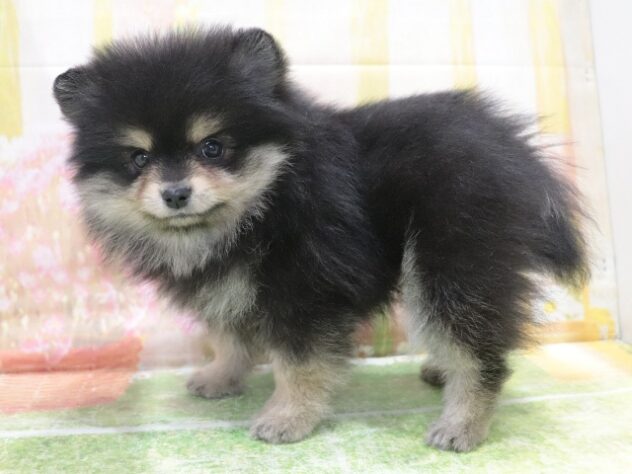 大阪府のポメラニアン (アミーゴ鳳店/2025年12月28日生まれ/女の子/ブラックタン)の子犬の2枚目の画像