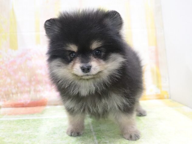 大阪府のポメラニアン (アミーゴ鳳店/2025年12月28日生まれ/女の子/ブラックタン)の子犬の3枚目の画像
