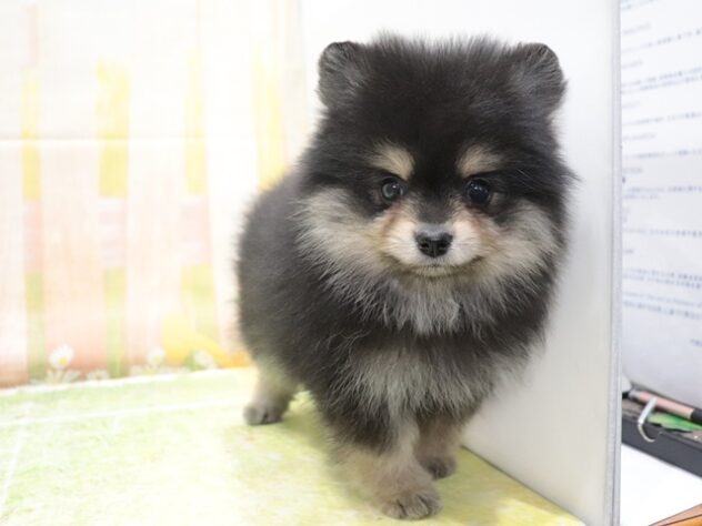 大阪府のポメラニアン (アミーゴ鳳店/2025年12月28日生まれ/女の子/ブラックタン)の子犬の4枚目の画像