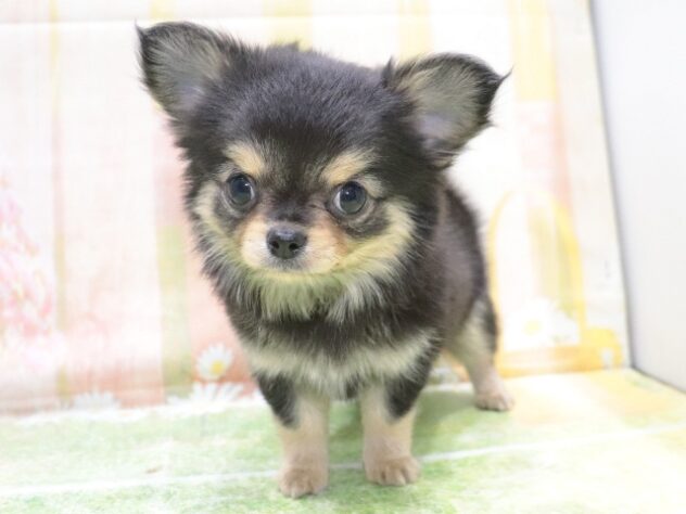 大阪府のチワワ(ロング) (アミーゴ鳳店/2026年1月1日生まれ/男の子/ブラックタン)の子犬の2枚目の画像