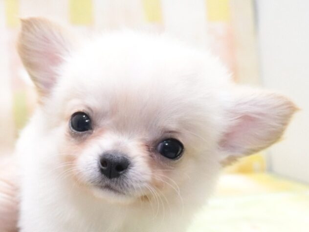 大阪府のチワワ(ロング) (アミーゴ鳳店/2026年1月1日生まれ/男の子/クリーム)の子犬の2枚目の画像