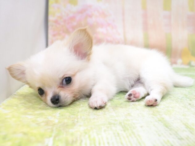 大阪府のチワワ(ロング) (アミーゴ鳳店/2026年1月1日生まれ/男の子/クリーム)の子犬の4枚目の画像