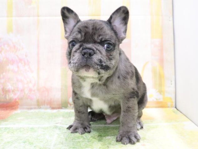 大阪府のフレンチブルドッグ (アミーゴ鳳店/2025年12月1日生まれ/男の子/ブルーマール)の子犬の2枚目の画像