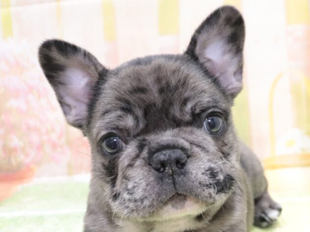 大阪府のフレンチブルドッグ (アミーゴ鳳店/2025年12月1日生まれ/男の子/ブルーマール)の子犬の3枚目の画像