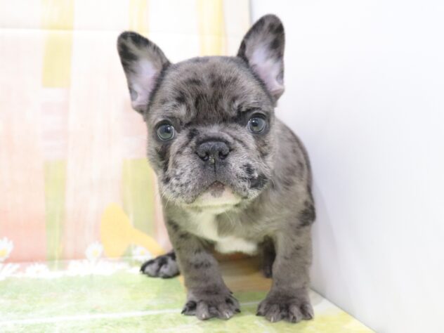 大阪府のフレンチブルドッグ (アミーゴ鳳店/2025年12月1日生まれ/男の子/ブルーマール)の子犬の4枚目の画像