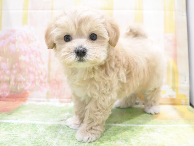 大阪府のハーフ犬・ミックス犬 (アミーゴ鳳店/2025年12月4日生まれ/男の子/クリーム)の子犬の2枚目の画像