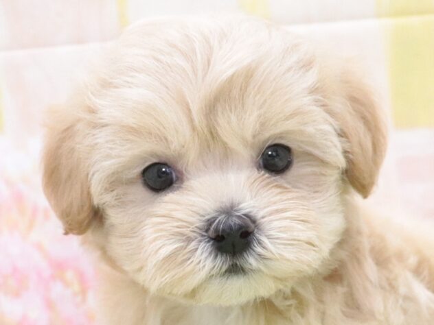 大阪府のハーフ犬・ミックス犬 (アミーゴ鳳店/2025年12月4日生まれ/男の子/クリーム)の子犬の4枚目の画像