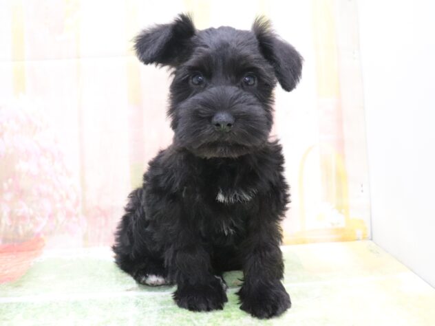 大阪府のミニチュアシュナウザー (アミーゴ鳳店/2025年12月2日生まれ/女の子/ブラック)の子犬の2枚目の画像