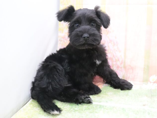 大阪府のミニチュアシュナウザー (アミーゴ鳳店/2025年12月2日生まれ/女の子/ブラック)の子犬の3枚目の画像