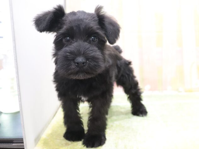 大阪府のミニチュアシュナウザー (アミーゴ鳳店/2025年12月2日生まれ/女の子/ブラック)の子犬の4枚目の画像