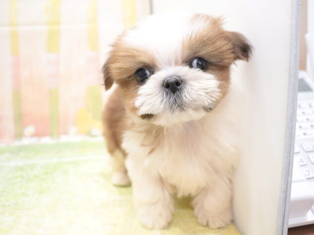 大阪府のシーズー (アミーゴ鳳店/2025年12月6日生まれ/男の子/ゴールドホワイト)の子犬の2枚目の画像