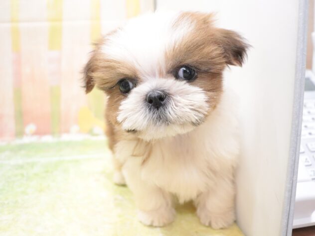 大阪府のシーズー (アミーゴ鳳店/2025年12月6日生まれ/男の子/ゴールドホワイト)の子犬の3枚目の画像