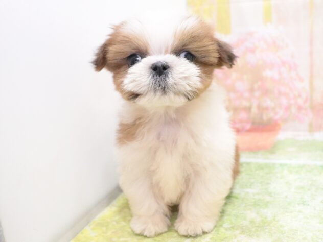 大阪府のシーズー (アミーゴ鳳店/2025年12月6日生まれ/男の子/ゴールドホワイト)の子犬の4枚目の画像