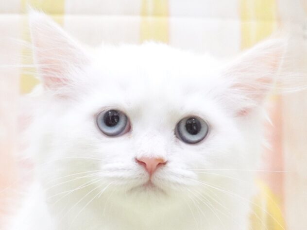 大阪府のラガマフィン (アミーゴ鳳店/2025年11月23日生まれ/女の子/クリームホワイト)の子猫の2枚目の画像