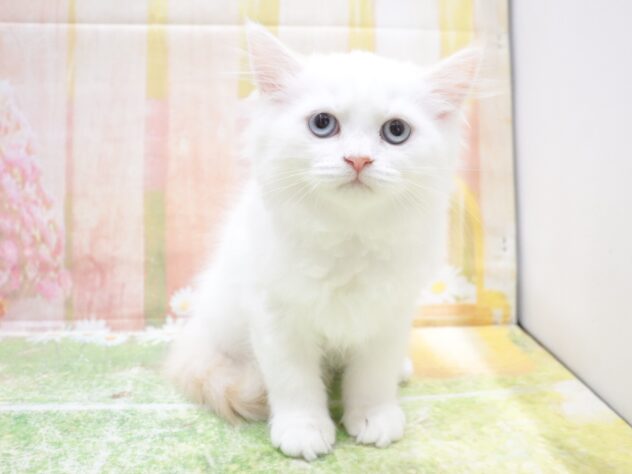 大阪府のラガマフィン (アミーゴ鳳店/2025年11月23日生まれ/女の子/クリームホワイト)の子猫の3枚目の画像