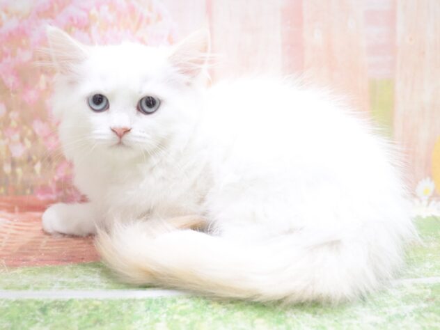 大阪府のラガマフィン (アミーゴ鳳店/2025年11月23日生まれ/女の子/クリームホワイト)の子猫の4枚目の画像