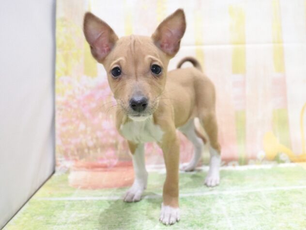 大阪府のバセンジー (アミーゴ鳳店/2025年12月7日生まれ/女の子/レッドホワイト)の子犬の3枚目の画像