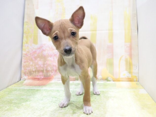 大阪府のバセンジー (アミーゴ鳳店/2025年12月7日生まれ/女の子/レッドホワイト)の子犬の4枚目の画像