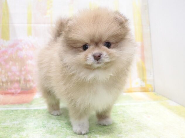 大阪府のポメラニアン (アミーゴ鳳店/2025年12月8日生まれ/女の子/ビーバー)の子犬の3枚目の画像