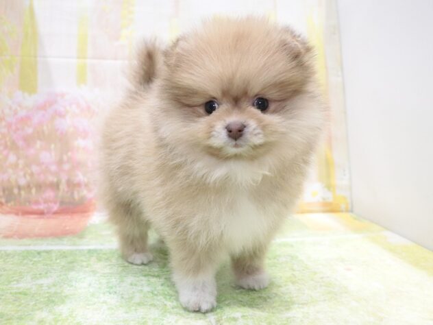 大阪府のポメラニアン (アミーゴ鳳店/2025年12月8日生まれ/女の子/ビーバー)の子犬の4枚目の画像