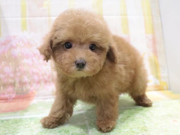 大阪府のトイプードル(トイ) (アミーゴ鳳店/2025年12月11日生まれ/男の子/レッドフォーン)の子犬の2枚目の画像