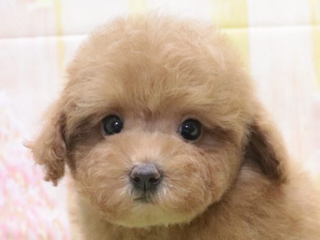 大阪府のトイプードル(トイ) (アミーゴ鳳店/2025年12月11日生まれ/男の子/レッドフォーン)の子犬の3枚目の画像
