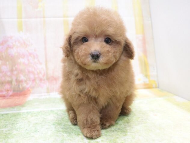 大阪府のトイプードル(トイ) (アミーゴ鳳店/2025年12月11日生まれ/男の子/レッドフォーン)の子犬の4枚目の画像