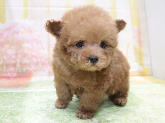 大阪府のトイプードル(トイ) (アミーゴ鳳店/2025年12月9日生まれ/男の子/レッドフォーン)の子犬の2枚目の画像