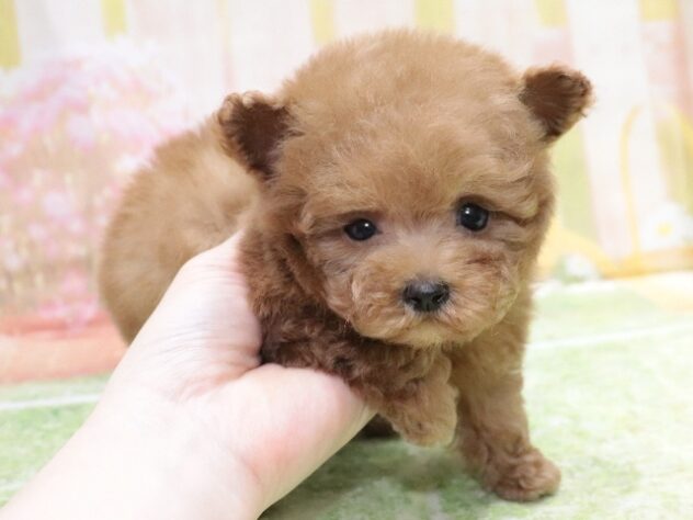 大阪府のトイプードル(トイ) (アミーゴ鳳店/2025年12月9日生まれ/男の子/レッドフォーン)の子犬の3枚目の画像