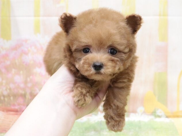 大阪府のトイプードル(トイ) (アミーゴ鳳店/2025年12月9日生まれ/男の子/レッドフォーン)の子犬の4枚目の画像