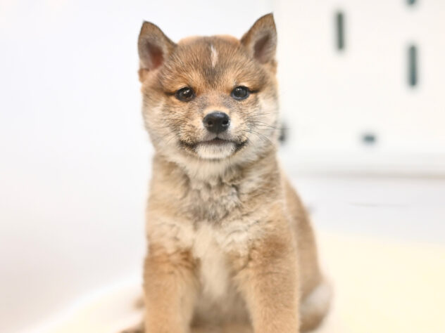 岡山県の豆柴 (アミーゴ大安寺店/2026年12月4日生まれ/女の子/赤)の子犬の1枚目の画像