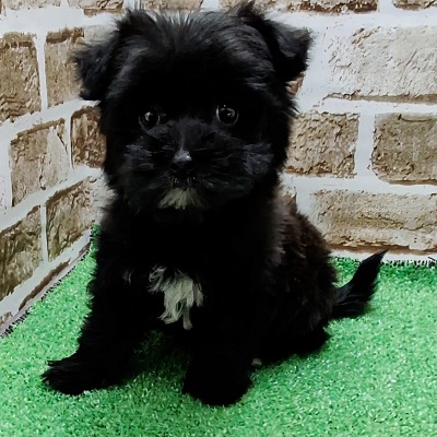 大阪府のハーフ犬・ミックス犬 (アミーゴ高槻店/2025年12月10日生まれ/女の子/ブラックホワイト)の子犬