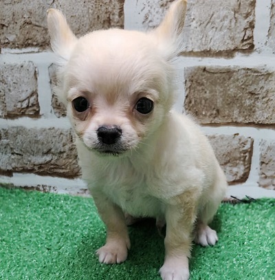 大阪府のチワワ(ロング) (アミーゴ高槻店/2025年12月11日生まれ/男の子/クリーム)の子犬の2枚目の画像