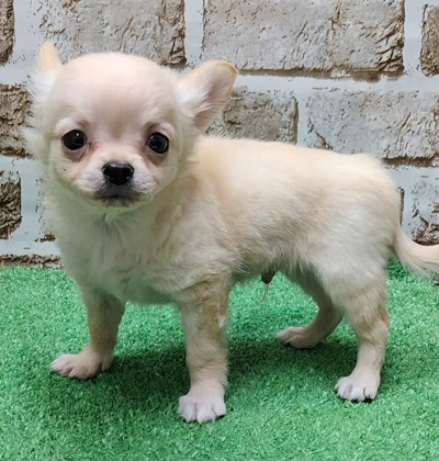 大阪府のチワワ(ロング) (アミーゴ高槻店/2025年12月11日生まれ/男の子/クリーム)の子犬の1枚目の画像
