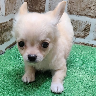 大阪府のチワワ(ロング) (アミーゴ高槻店/2025年12月11日生まれ/男の子/クリーム)の子犬の3枚目の画像