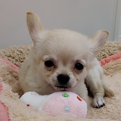 大阪府のチワワ(ロング) (アミーゴ高槻店/2025年12月11日生まれ/男の子/クリーム)の子犬の4枚目の画像