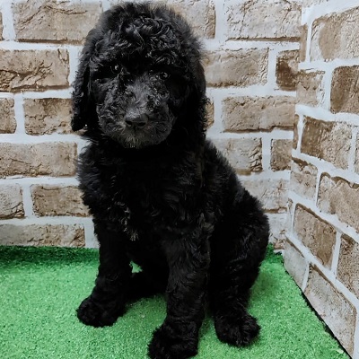 大阪府のスタンダードプードル (アミーゴ高槻店/2025年12月15日生まれ/女の子/グレー)の子犬