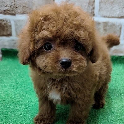 大阪府のトイプードル(トイ) (アミーゴ高槻店/2025年12月17日生まれ/男の子/レッドフォーン)の子犬の1枚目の画像