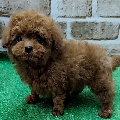 大阪府のトイプードル(トイ) (アミーゴ高槻店/2025年12月17日生まれ/男の子/レッドフォーン)の子犬の2枚目の画像