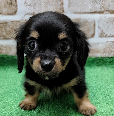 大阪府のハーフ犬・ミックス犬 (アミーゴ高槻店/2025年12月17日生まれ/女の子/ブラックタン)の子犬の1枚目の画像