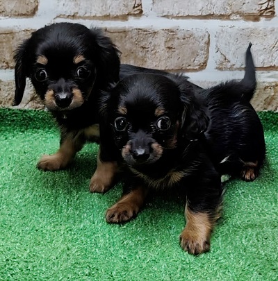 大阪府のハーフ犬・ミックス犬 (アミーゴ高槻店/2025年12月17日生まれ/女の子/ブラックタン)の子犬の3枚目の画像