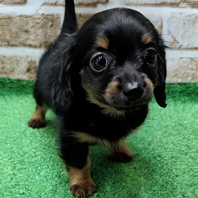 大阪府のハーフ犬・ミックス犬 (アミーゴ高槻店/2025年12月17日生まれ/男の子/ブラックタン)の子犬の1枚目の画像