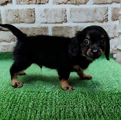 大阪府のハーフ犬・ミックス犬 (アミーゴ高槻店/2025年12月17日生まれ/男の子/ブラックタン)の子犬の2枚目の画像