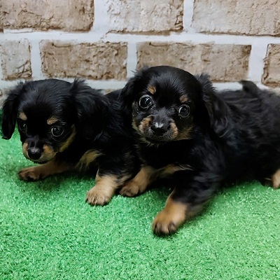 大阪府のハーフ犬・ミックス犬 (アミーゴ高槻店/2025年12月17日生まれ/男の子/ブラックタン)の子犬の3枚目の画像