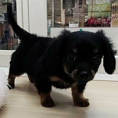 大阪府のハーフ犬・ミックス犬 (アミーゴ高槻店/2025年12月17日生まれ/男の子/ブラックタン)の子犬の4枚目の画像