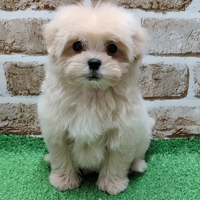 大阪府のハーフ犬・ミックス犬 (アミーゴ高槻店/2025年12月21日生まれ/女の子/クリーム)の子犬の1枚目の画像